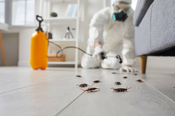 Post-Treatment Bed Bug Interceptor Monitoring in Carrington